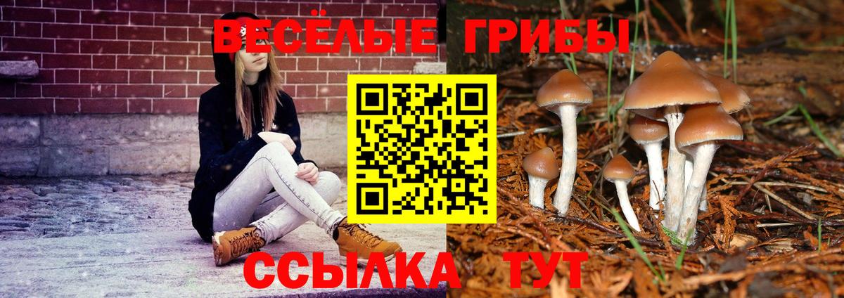 Псилоцибиновые грибы Cubensis  Вход с VPN  Псилоцибиновые грибы прущие грибы  Артём 